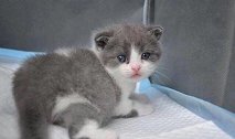 中国首只克隆猫“大蒜”满月回家，克隆大蒜花费主人25万人民币