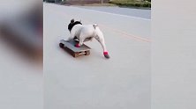 好聪明的狗狗啊，还会玩滑板呢，可真是厉害极了！