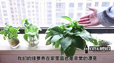 绿萝最爱喝这“4种水”，隔几天浇一次，叶子绿根越长越好，试试