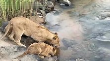 坎布拉狮群前往河边饮水，幼崽太可爱了