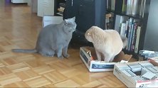 两只胖猫争纸箱，不动手用眼神较量，高手过招就是不一样