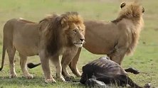 2头年轻流浪雄狮捕猎小野牛—不着急吃先观察周围是否危险