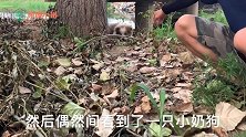 热心小伙在破桥洞下发现一只小流浪狗，本想解救它，谁知是场乌龙