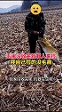 玉米没收完就有人来捡 你怎么看？
