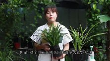 买回来的兰花，没多久就焦尖长黑斑，如何解决？