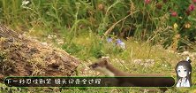 小黄鼠狼掉队，妈妈赶紧回来找它，下一秒忍住别笑