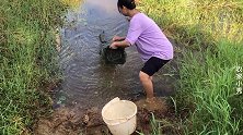 农村媳妇去收鱼笼，捕到泥鳅黄鳝小鲫鱼，开心的不知所措