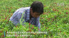 贵州余庆：火红小辣椒让日子更红火