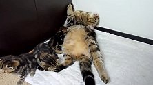 这个大猫咪的毛发真多，都看不到肚子了，真的太舒服了啊！