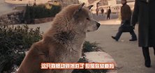 现实版的忠犬八公狗狗每天坚守在海岸，它的故事让人动容