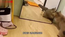 猫：跟我招式一样看着比我还凶呢
