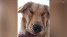 狗狗是快睡着了吧，眼睛都睁不动了，真是委屈极了！