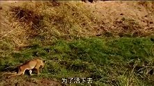 小狮子被牛群踩成残疾，只能靠两条前腿爬行，狮群也将它抛弃
