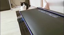 猫咪对跑步机很好奇，学会之后就停不下来了！