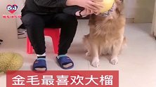 主人蒙住金毛大迪眼睛开始玩游戏，狗狗：把你臭脚丫子拿开！逗