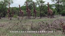 长颈鹿身强体壮，有几层楼高，长腿巧妙躲过狮群