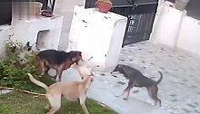 狗狗正在护院，突然3只恶犬闯了进来，狗狗直接被叼走了