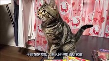主人家养的狸花猫，每天的饭量惊人，简直比二哈还能吃！