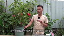 蚧壳虫太嚣张了，全都挤在扶桑花身上，看我怎么整治它们