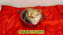 狗狗打群架被主人丢进锅里炖狗肉，刚放进去就吓哭了，这狗成精了