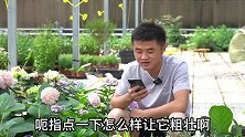有不怕热也不怕冻的花吗？多菌灵可以灌根吗？老花医相声养花问答