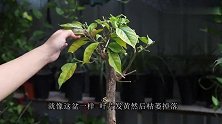 刚换盆的三角梅，叶片枯黄掉不停怎么办？教你如何让它快速服盆