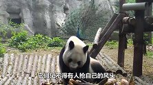 孔雀炫耀自己美，火鸡看不下去了，打完这架火鸡彻底火了