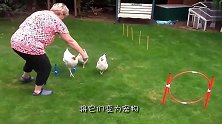 一只才华横溢的鸡，美国出现“天才鸡”用嘴弹钢琴，弹出著名歌曲