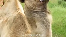 骆驼经常口吐白沫的原因是什么？难道它天天在中毒吗？