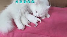 变圆之路：小奶猫出生第1天到第15天的成长变化