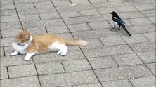 喜鹊看上了猫咪的尾毛，为了有个漂亮的窝冒着生命危险在拔毛