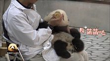 熊猫宝宝坐在奶爸腿上喝蜂蜜水，超级乖巧的小模样可爱到炸