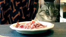 猫咪就跟做贼一样，偷吃前要再三确认周围有没有人