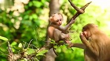 猴哥交猴弟爬树，猴弟简直是个天才，真厉害