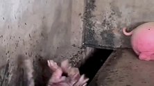 小猪仔翻车的搞笑操作，怎么翻都起不来，好可爱！