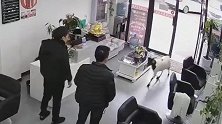 湖北宜昌：发洋财？理发店突然闯进一只羊，店员都懵了