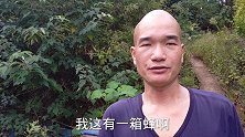 整箱蜜蜂弃王跑啦，工蜂为什么会弃王，没有王它们如何生存发展