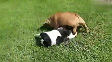 法国斗牛犬一脸认真，站着给孩子们哺乳，大眼睛真好看，好可爱