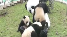 熊猫：你到底知不知道你被忽悠了