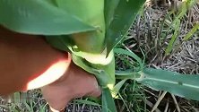 衡水冀州的玉米高科技：夏播玉米不用肥，2个品种“红加粉”混播