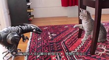 主人切瓜让狗狗扶着，狗狗见主人犹豫不决，下一刻它的反应太搞笑