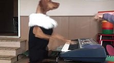 主人训练狗狗弹钢琴，狗狗像模像样的