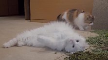6只猫咪正在吃猫薄荷，下一秒一哄而散，这是怎么回事？