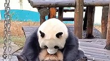 熊猫：今天也是小吨吨吨吨吨，开开心心每一天！