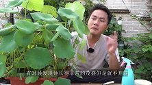 碗莲生长旺盛却不开花，全是这个“小疏忽”导致的