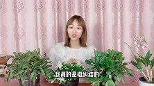 小花贩大胆揭秘，你买的蟹爪兰，可能是卖剩下开不了花的假昙花