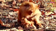 小猴子宝宝不小心摔了一跤，疼地哭出了声