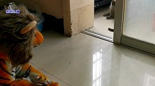 主人给玩具戴上狮子头套，胖公猫立刻变怂，小心谨慎的样子太逗了