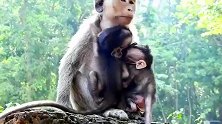 猴妈关心猴弟，猴哥感觉好委屈，猴妈无视猴哥