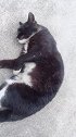 爱拍照的黑猫警长